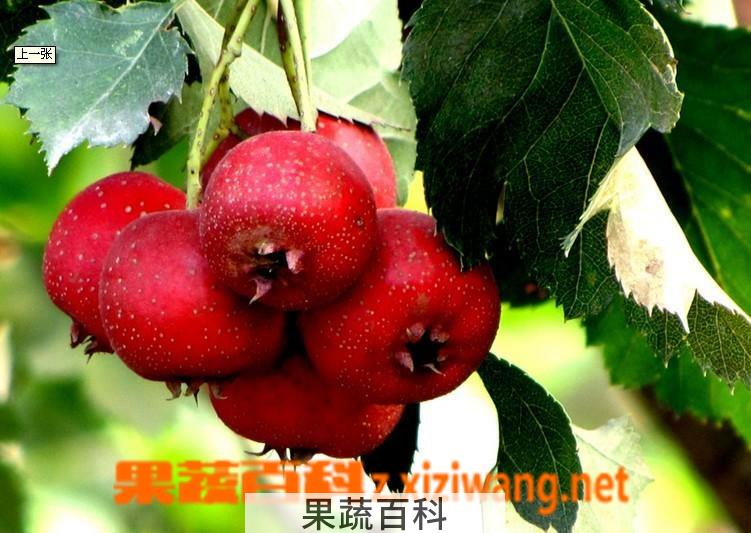 果蔬百科山楂