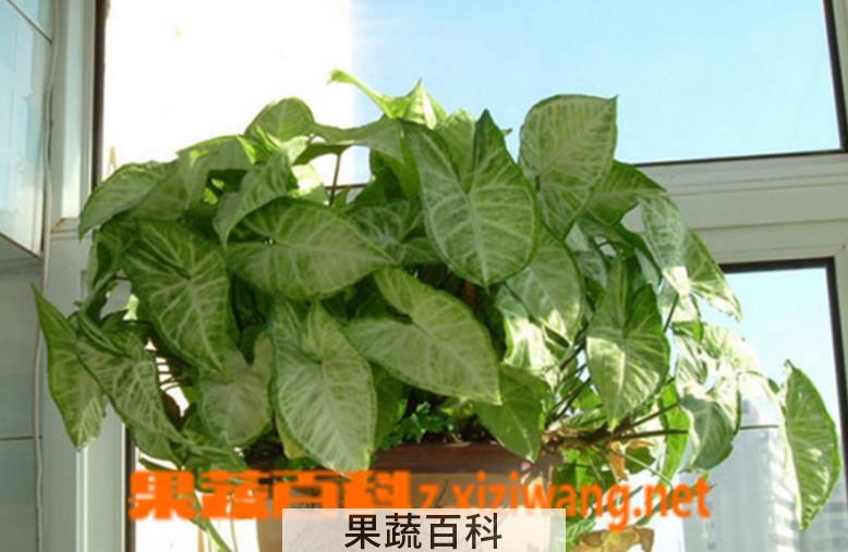 果蔬百科合果芋有毒吗 合果芋的养殖方法
