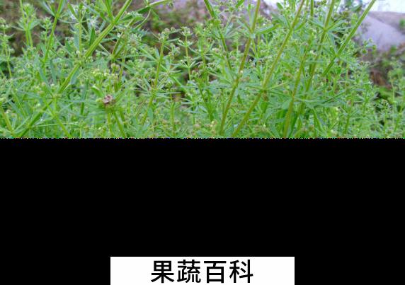 果蔬百科八仙草的功效与作用