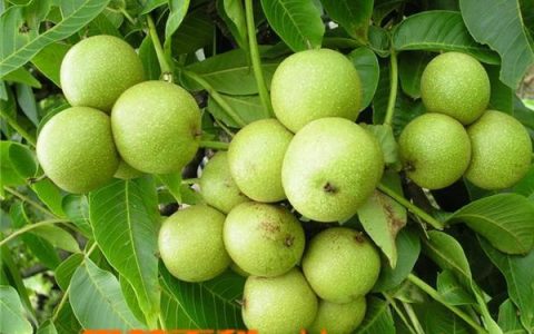 核桃的吃法和做法 核桃的吃法 推荐五种常见吃法