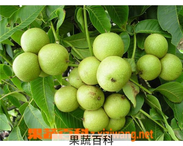果蔬百科核桃