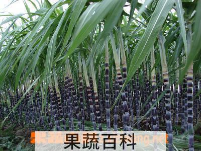 果蔬百科甘蔗