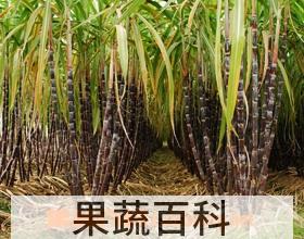 果蔬百科甘蔗
