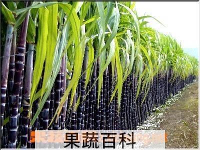 果蔬百科甘蔗