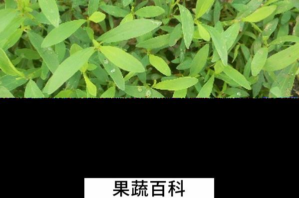 果蔬百科猪芽菜的营养价值与功效