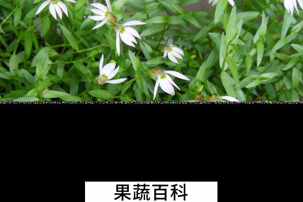 果蔬百科山梗菜的功效与作用