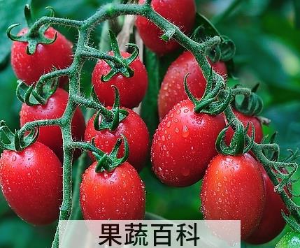 果蔬百科圣女果
