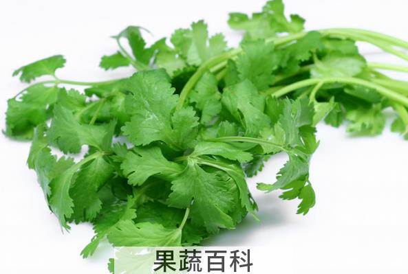 果蔬百科香菜的药用功效