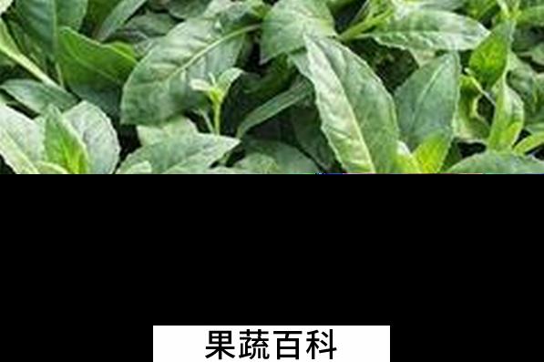 果蔬百科救心菜的功效与作用