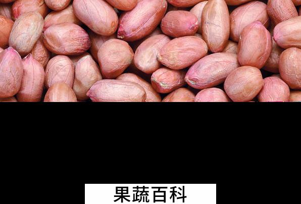 果蔬百科花生的营养价值与功效