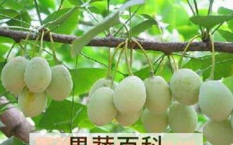 白果的营养价值和作用与功效 白果的营养价值和作用是什么