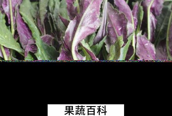 果蔬百科天葵的功效与作用
