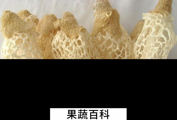 果蔬百科竹荪的营养价值与功效