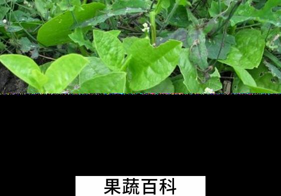 果蔬百科歪头菜怎么做好吃