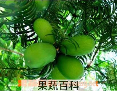 果蔬百科香榧