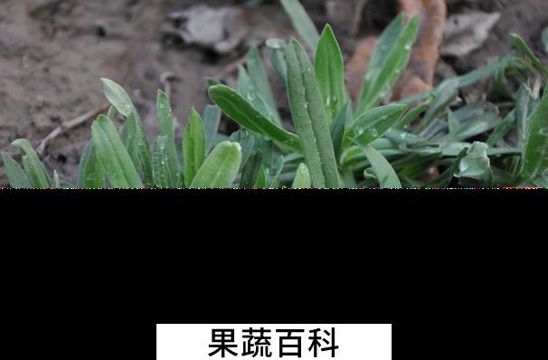 果蔬百科面条菜的功效与作用