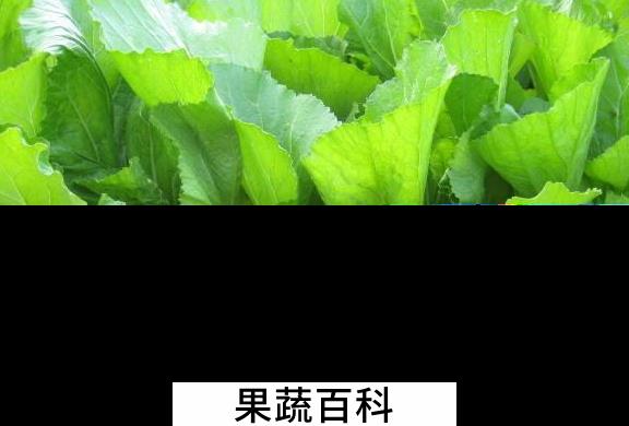 果蔬百科芥菜的功效与作用