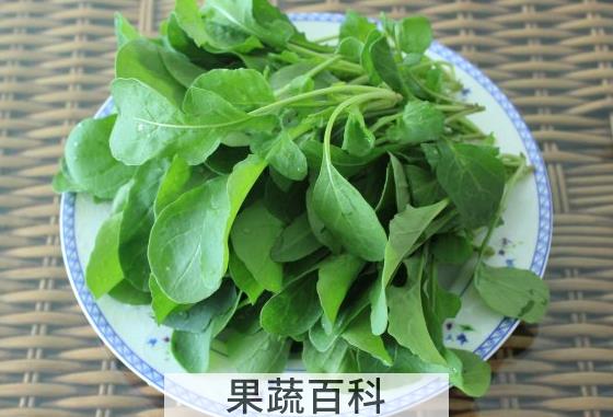 果蔬百科芝麻菜的营养价值