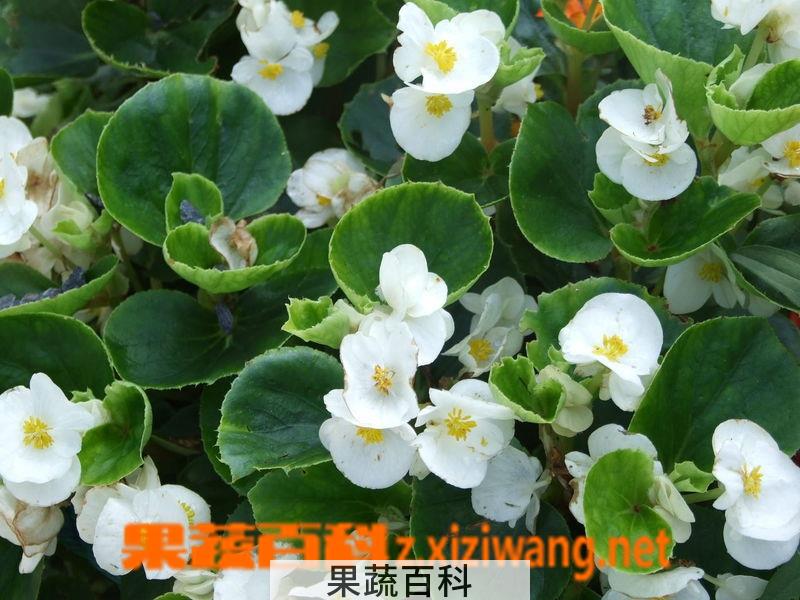 果蔬百科海棠