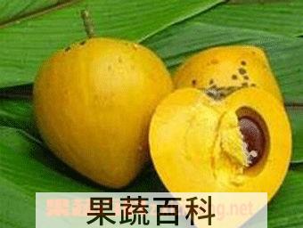 果蔬百科鸡蛋果