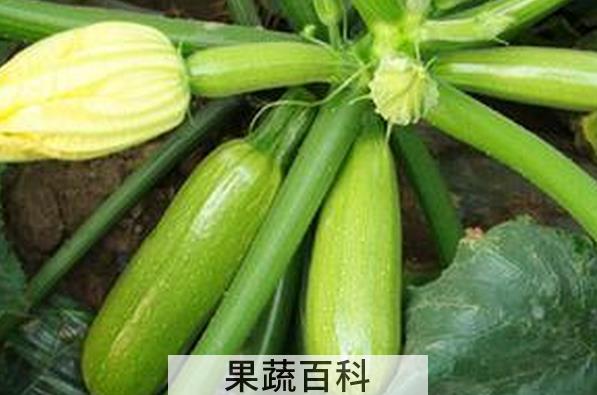 果蔬百科西葫芦的营养价值与功效