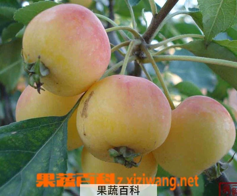 果蔬百科海棠果