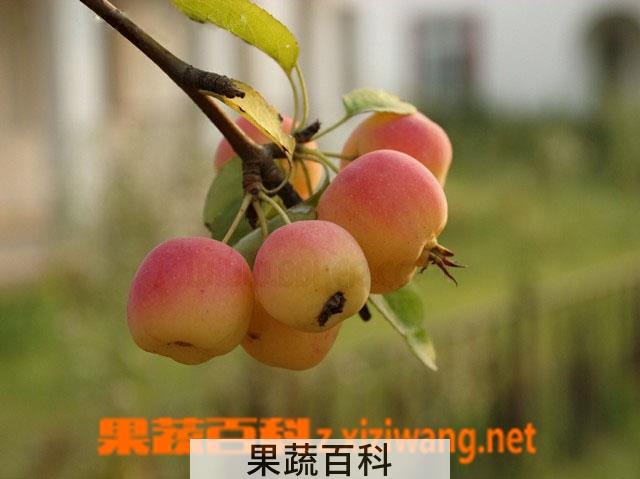 果蔬百科海棠果