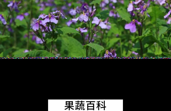果蔬百科二月兰的功效与作用