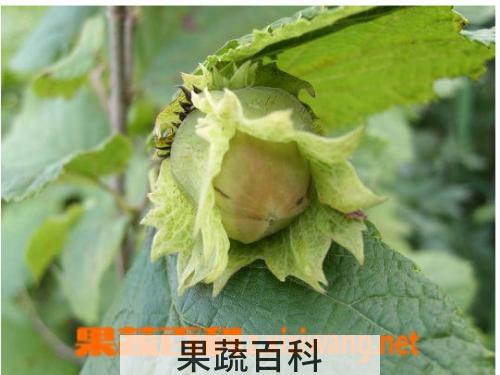 果蔬百科榛子