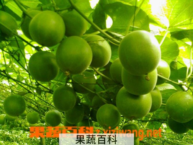 果蔬百科罗汉果
