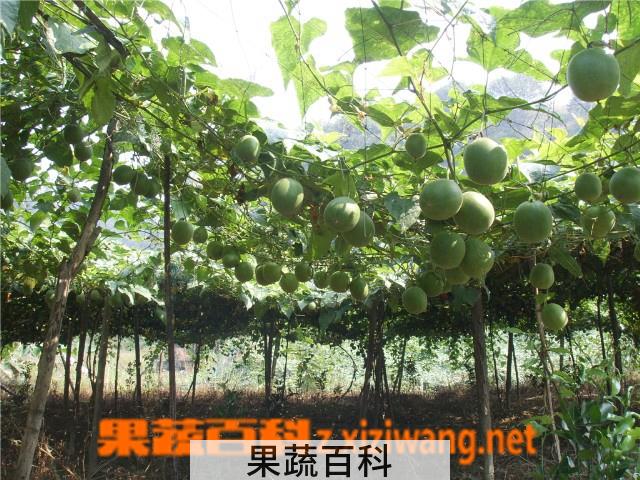 果蔬百科罗汉果