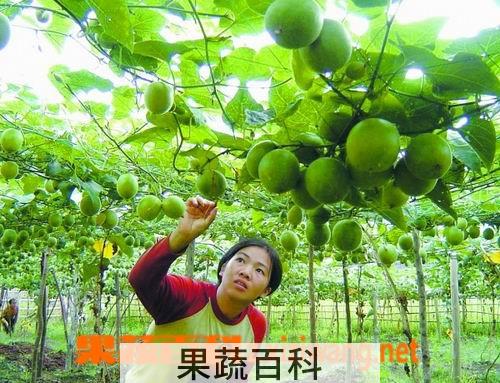 果蔬百科罗汉果