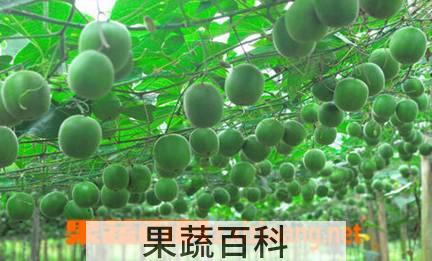 果蔬百科罗汉果