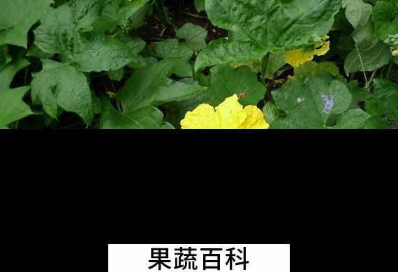 果蔬百科丝瓜叶能吃吗
