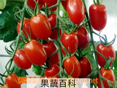 果蔬百科圣女果