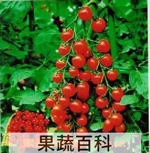 果蔬百科圣女果