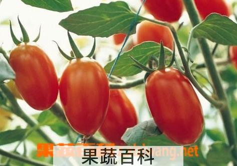 果蔬百科圣女果