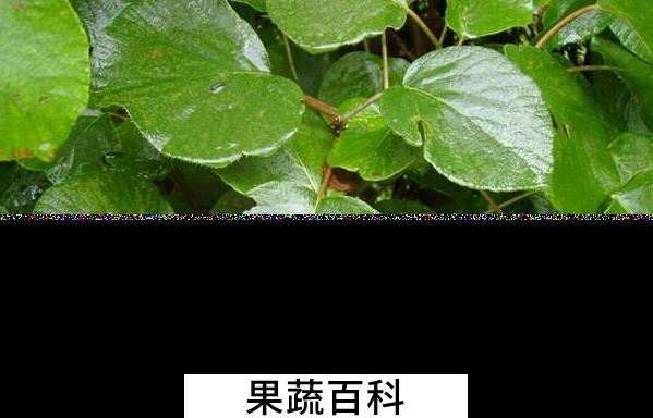 果蔬百科毛冬瓜的功效与作用