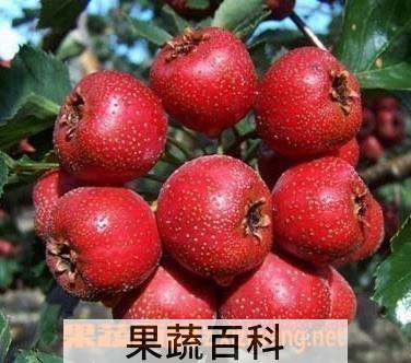 果蔬百科山楂