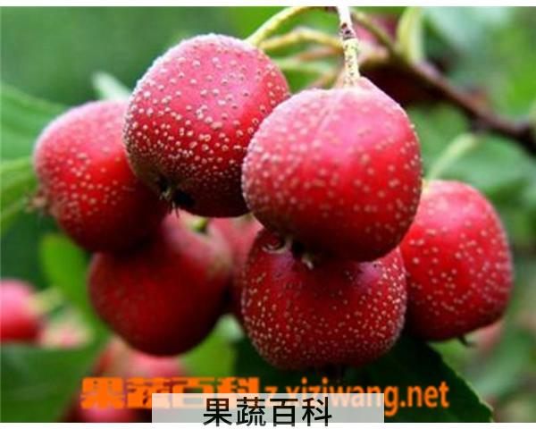 果蔬百科山楂