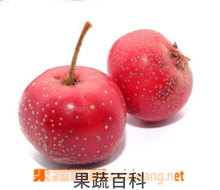 果蔬百科山楂
