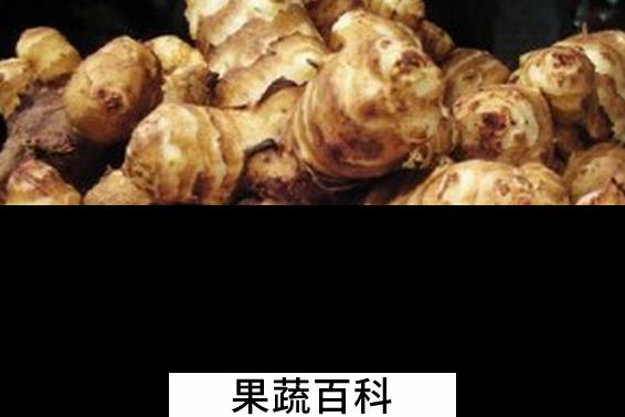 果蔬百科洋姜的营养价值与功效