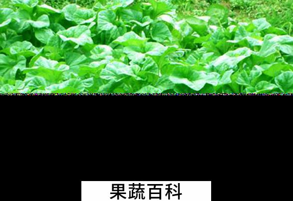 果蔬百科葵菜的营养价值与功效