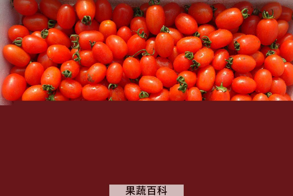 果蔬百科圣女果