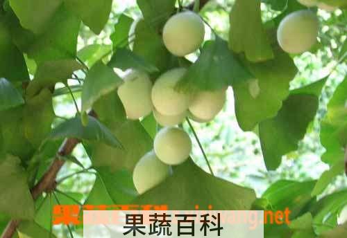 果蔬百科银杏