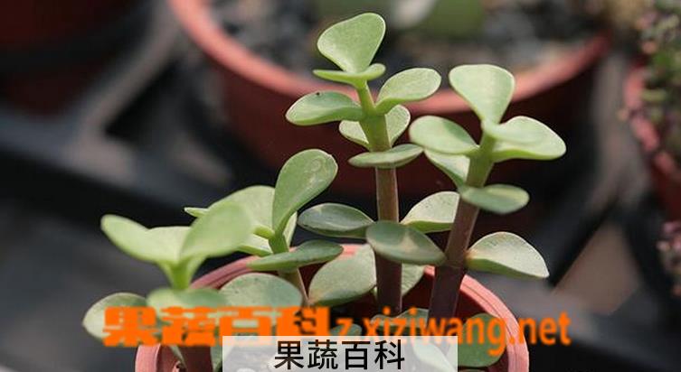 果蔬百科马齿苋树的繁殖方法