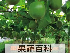 果蔬百科罗汉果