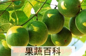 果蔬百科罗汉果