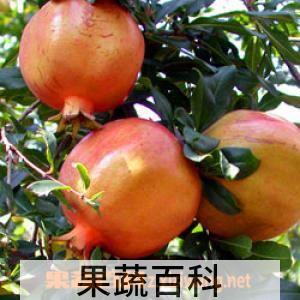 果蔬百科石榴的功效 石榴有没有美容功效？