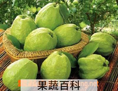 果蔬百科番石榴图片和吃法
